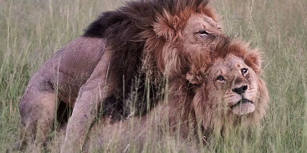 Haber | EŞCİNSEL ASLANLAR MEĞER “EŞCİNSEL İNSANLARDAN” ETKİLENMİŞ (!)