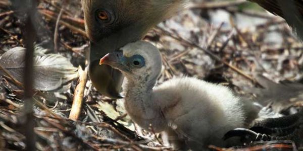 Haber | EŞCİNSEL AKBABALARIN YETİŞTİRDİKLERİ YAVRU DOĞAYA SALINDI